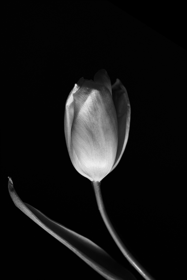 fotograf%20arad%20dolha%20photography%209