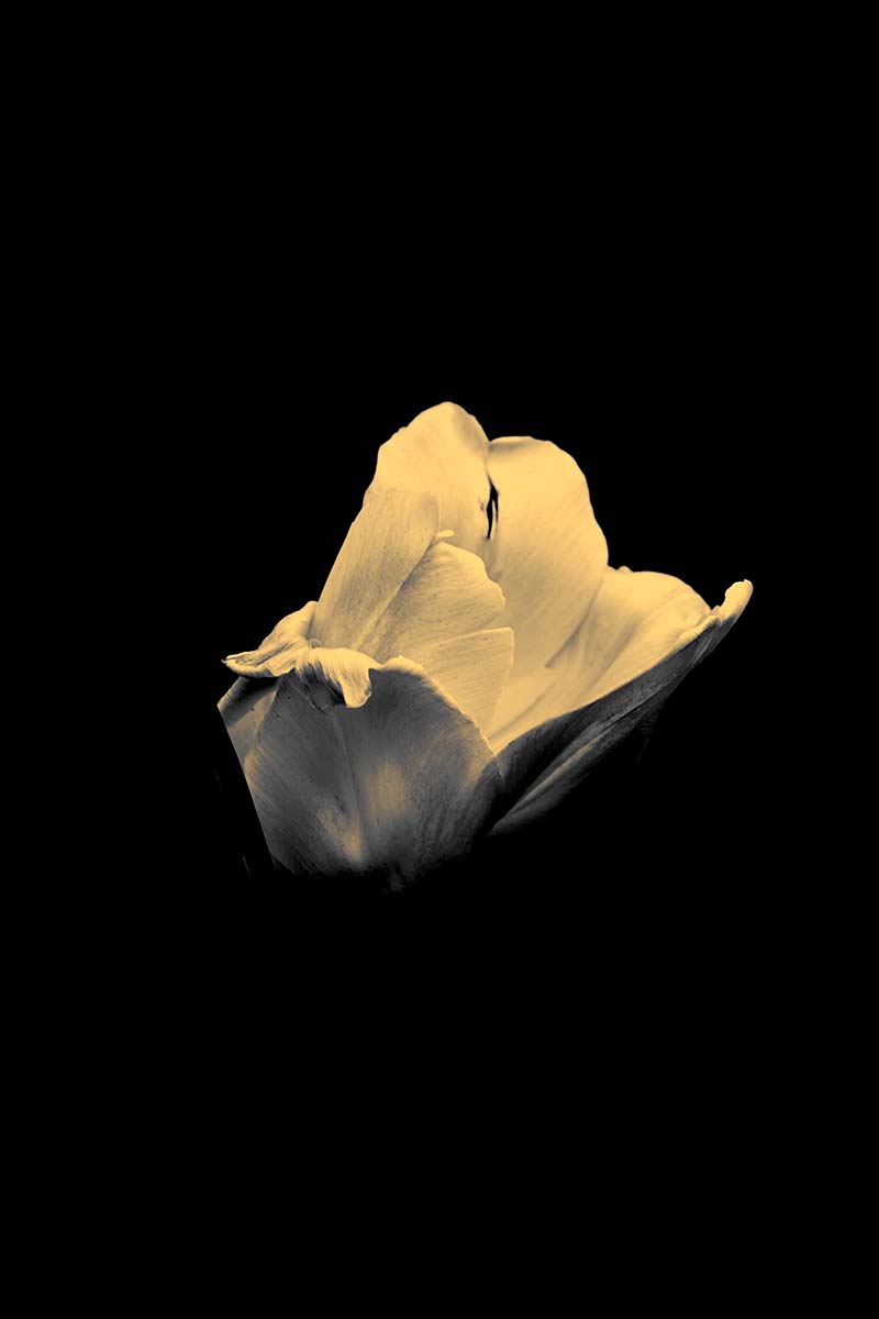 fotograf%20arad%20dolha%20photography%204